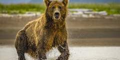 Alaska Bear Camp 5-Day Adventure