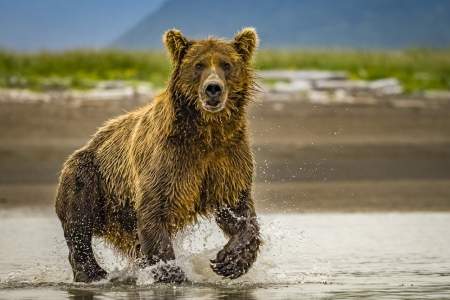 Alaska Bear Camp 6-Day Adventure