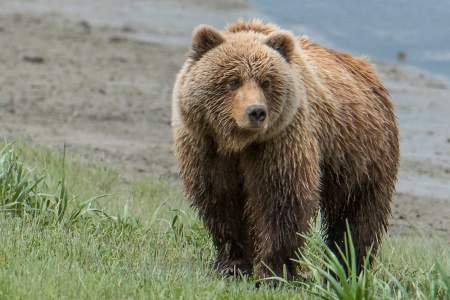 Alaska bear camp bear 13 great alaska bear camp