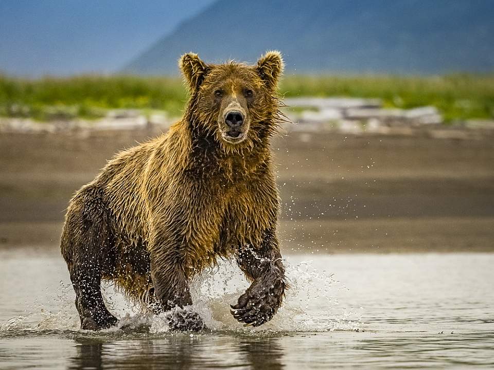 Bear Camp offers a front-row VIP experience to viewing bears in the wild, directly from the camp that holds just 14 people.