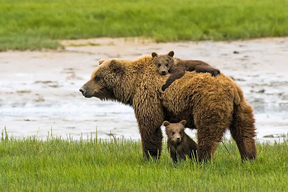 Bear cub rides on sow