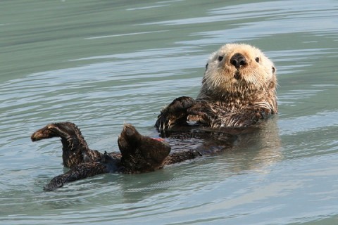 Sea Otter