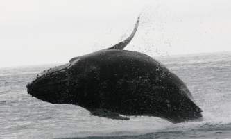 Kenai Fjords Glacier Lodge Humpback A2019