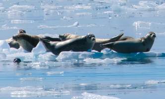 Kenai Fjords Glacier Lodge flickr seals2019