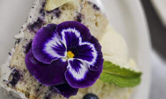 Avens Alaska Blueberry lemon torte