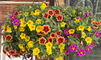 Avens Alaska Flowers