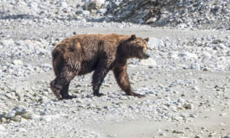 Bear Track Inn Alaska 19 of 43