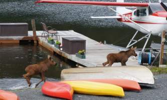 Alaska DSC04886 2016