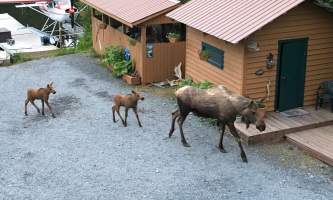 Alaska IMG 2825 jpg 2016