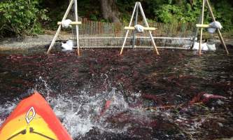 Alaska IMG 3646 2016