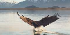 Alaska Bald Eagle Festival