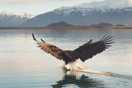 Alaska Bald Eagle Festival