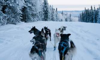 Borealis Basecamp Fairbanks 4