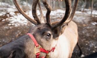 Borealis Basecamp Fairbanks 13