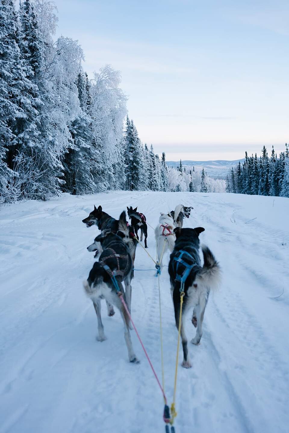 Dog sledding at Borealis Basecamp