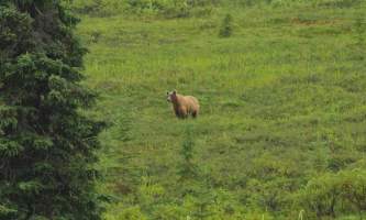 Caribou lodgegriz in back yard
