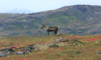 Cariou lodge talkeetna 2093