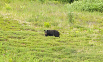 Cariou lodge talkeetna 6