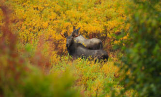 Cariou lodge talkeetna