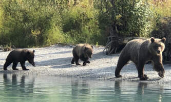 Clam Gulch Lodge CGL Brown Bear Family in Crescent River 20180830 Clam Gulch Lodge
