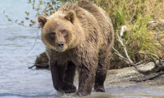 Clam Gulch Lodge CGL Brown Bear in Crescent River 20180830 Clam Gulch Lodge