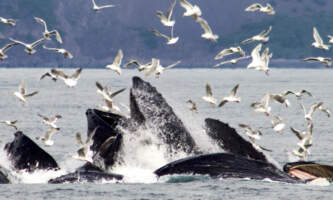 Clam Gulch Lodge CGL Humpback Whale Bubble Feeding Clam Gulch Lodge