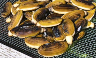 Clam Gulch Lodge CGL Razor Clamming 20220615 Clam Gulch Lodge
