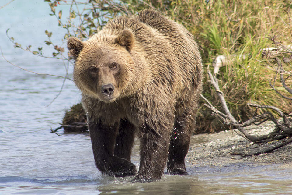 Clam Gulch Lodge CGL Brown Bear in Crescent River 20180830 Clam Gulch Lodge