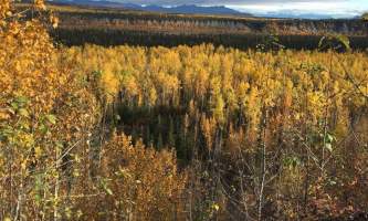 Alaska currant ridge mccarthy kennicott IMG 1490 2018