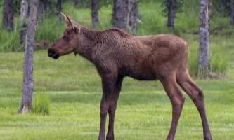 Denali Dome Home IMG 2932 Ann Langenberg Miller