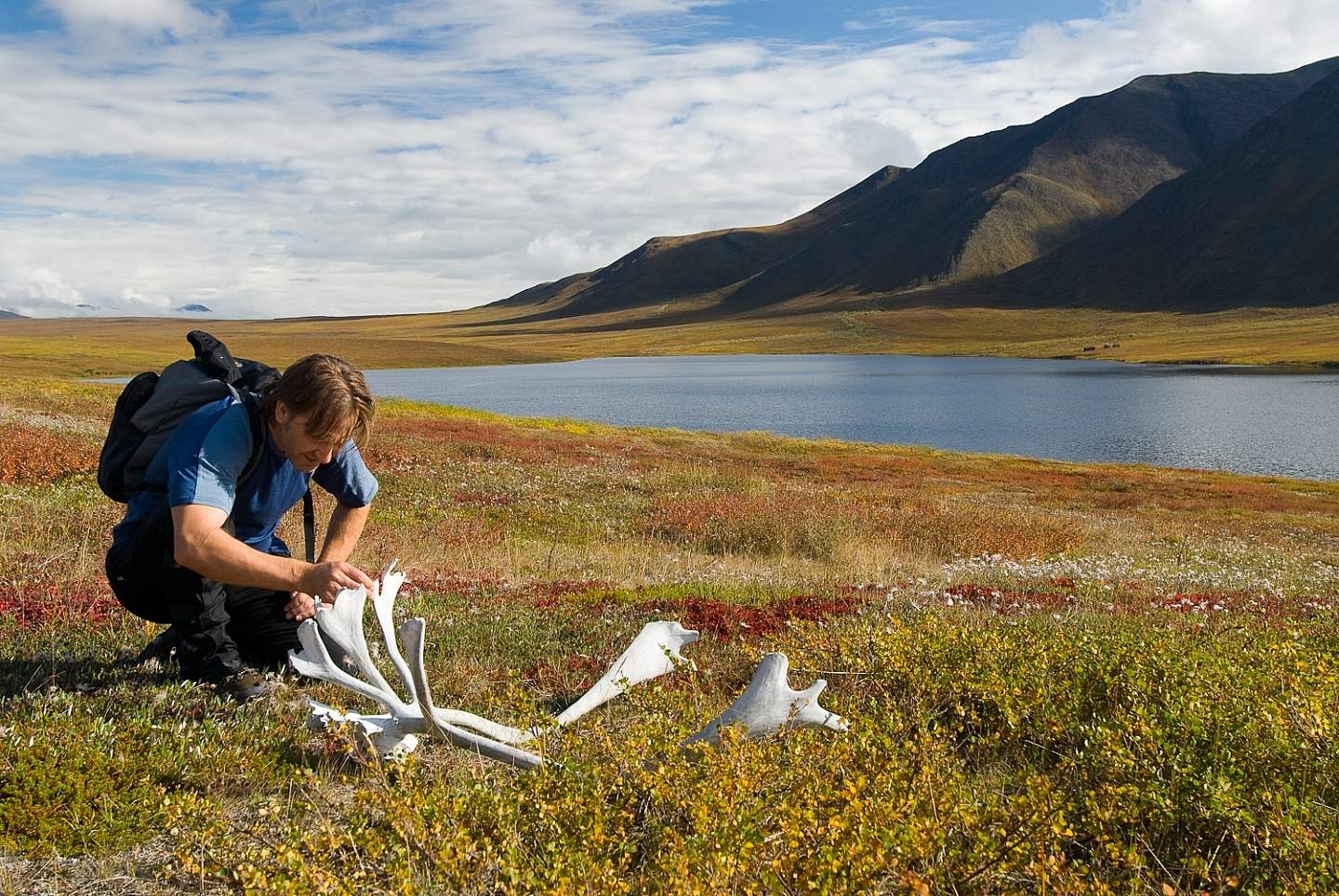 A man kneels on the tundra to look at a set of caribou antlers.
