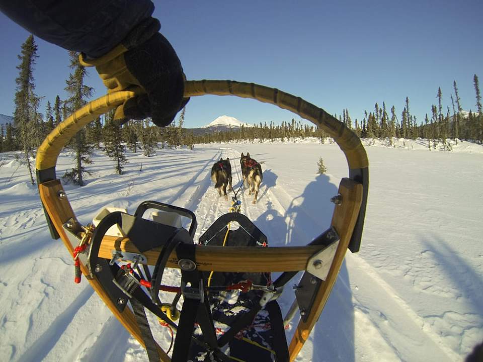 View of a man guiding a dogsled team over the snow