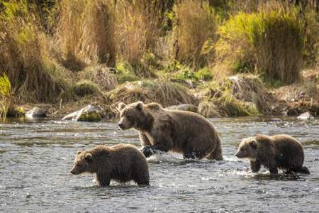 Kodiak Brown Bear Center & Lodge