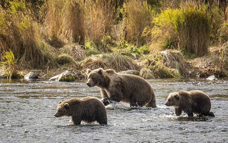 Kodiak Brown Bear Center | Multi-Day Bear Viewing in… | ALASKA.ORG