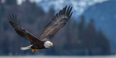 Bald Eagle Viewing Along Turnagain Arm