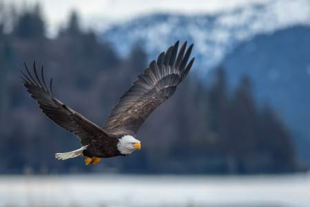 Bald Eagle Viewing Along Turnagain Arm