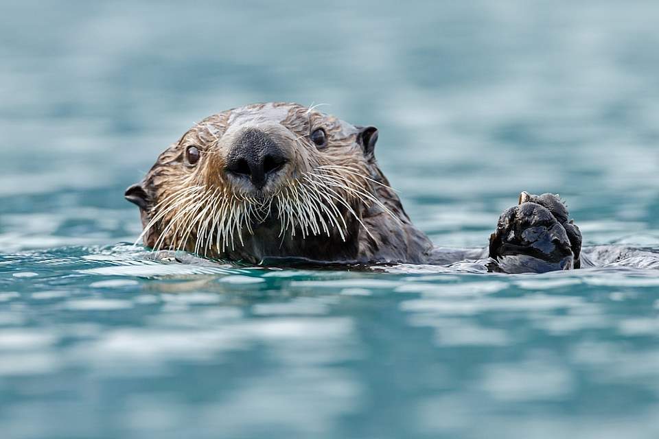 An otter floats on its back in Kachemak Bay