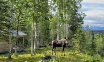 Mc Carthy Cabins Swift Creek Moose and View