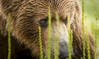 Odyssey Lodge Grizzly 1 Meredith