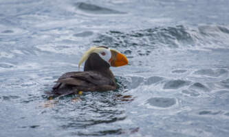 Odyssey Lodge puffin 5 1 Meredith