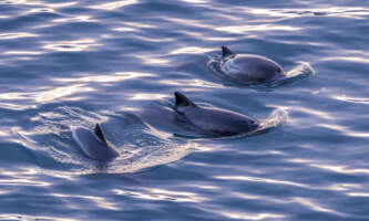 Odyssey Lodge Shorebird Photography Tour 20241207 D7 A1158 Enhanced NR Meredith