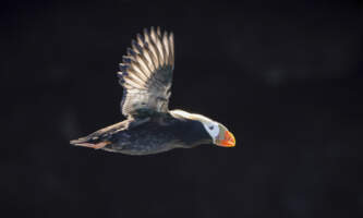 Odyssey Lodge Shorebird Photography Tour 20250508 D7 A7797 Enhanced NR Meredith