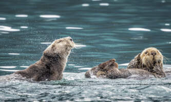 Odyssey Lodge Shorebird Photography Tour C82 B7 CBB 9 F0 E 41 FC B9 EE C40 A49 D12917 Meredith