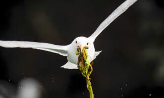 Odyssey Lodge Shorebird Photography Tour image00001 Meredith 1