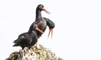 Odyssey Lodge Shorebird Photography Tour image00002 Meredith