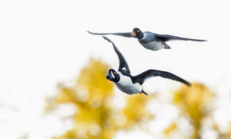 Odyssey Lodge Shorebird Photography Tour image00005 Meredith 1