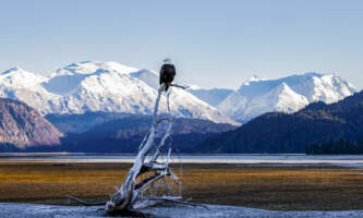 Odyssey Lodge Shorebird Photography Tour image00007 Meredith