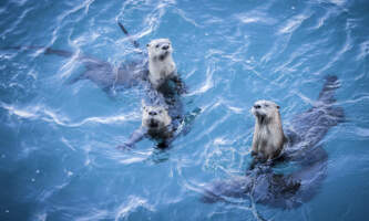 Odyssey Lodge Shorebird Photography Tour image00010 Meredith