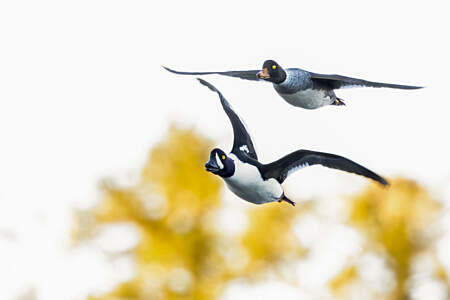 Migrations in May at Odyssey Lodge