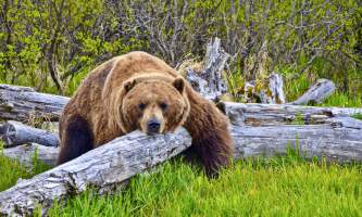 The Pilot Lodge Wildlife Conservation Center 2
